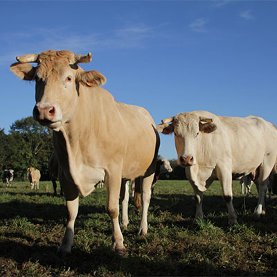 Producteur de Viande Bovine Tarbes