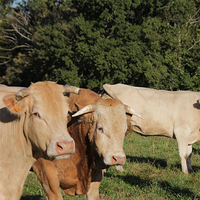 Vente de Viande de Veau Tarbes