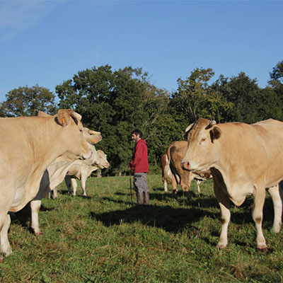 Vente de Viande de Boeuf Hautes-Pyrénées