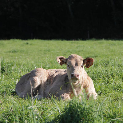 Viande Bovine Lannemezan